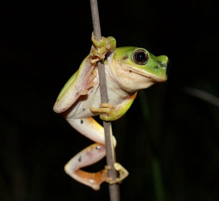 Long-toed Tree Frog